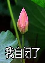 莲花一生最新爆料是真的吗,真相揭秘，是真是假引热议  第1张