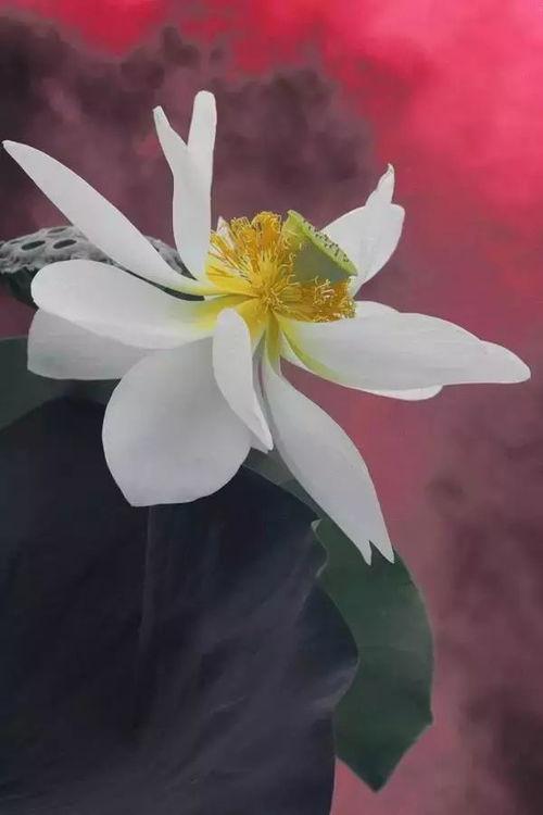 莲花一生最新爆料是真的吗,真相揭秘，是真是假引热议  第3张